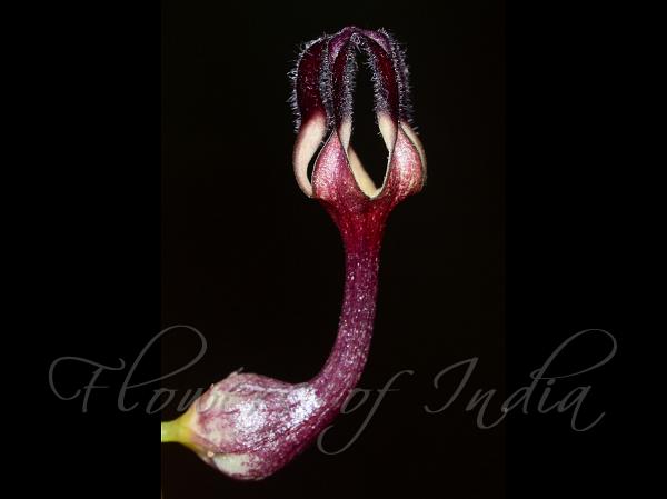 Intermediate Ceropegia